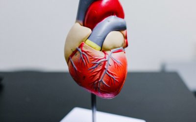 Targa Biomedical, sauver des organes pour sauver des vies
